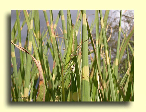 Mantis religiosa, Mante religieuse