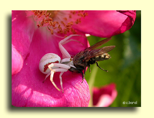 Araignée crabe ayant capturé une mouche