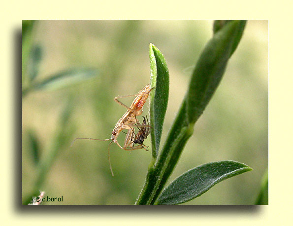 Nabidae et sa proie