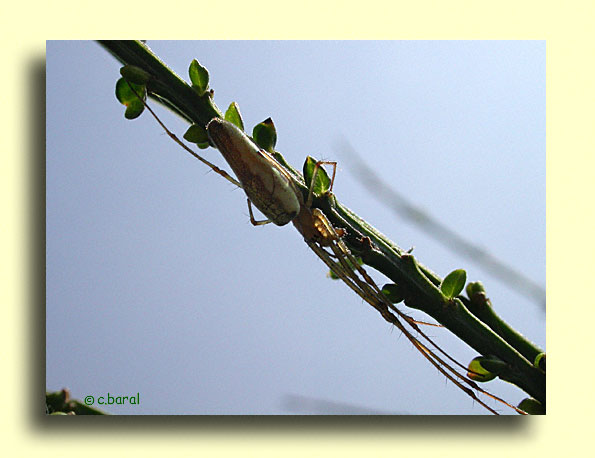Tetragnatha extensa