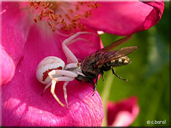 Ctoine dore, Cetonia aurata