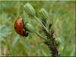 Coccinelle et puceron