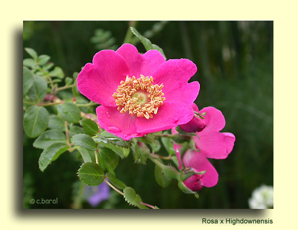 Rosier Highdownensis