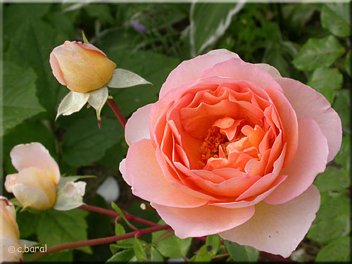 Rose 'Pat Austin'