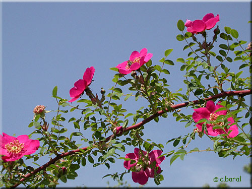Rosa Highdownensis Rosa Highdownensis