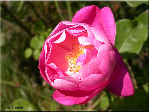 Rosier Anglais 'Corvedale'