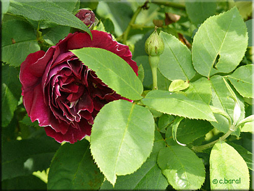 Rosier 'Baron Girod de l'Ain'