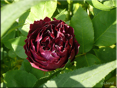 Rosier 'Baron Girod de l'Ain' Rosier 'Baron Girod de l'Ain'