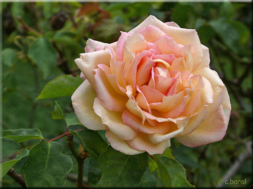 Rosier 'E. Veyrat Hermanos'
