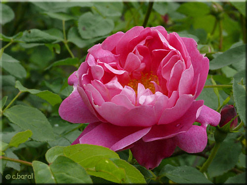 Rosier 'Corvedale' Rosier 'Corvedale'