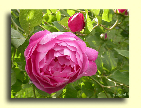 Rosier 'Corvedale'