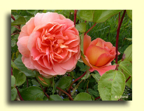 Rosier 'Pat Austin'