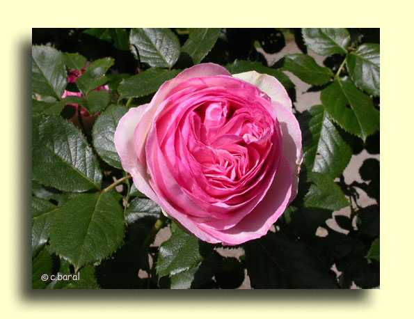 Rosier 'Pierre de Ronsard'