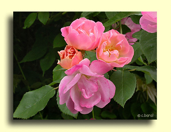 Rosier 'Suzon'