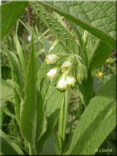 Symphytum officinalis