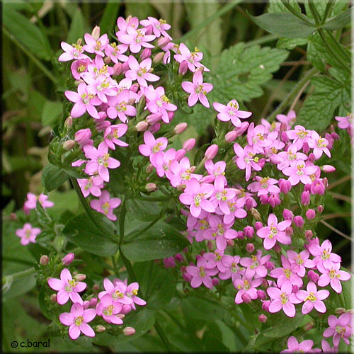 Petite Centaurée, Centaurium erythraea