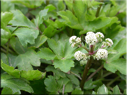 Sanicle, Sanicula europaea Sanicle, Sanicula europaea
