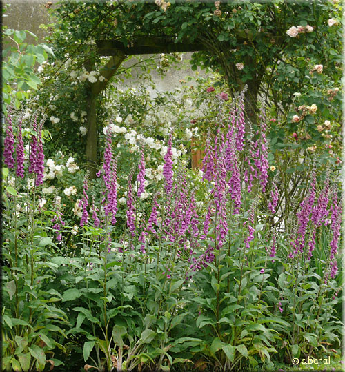 Digitale pourpre, Digitalis purpurea