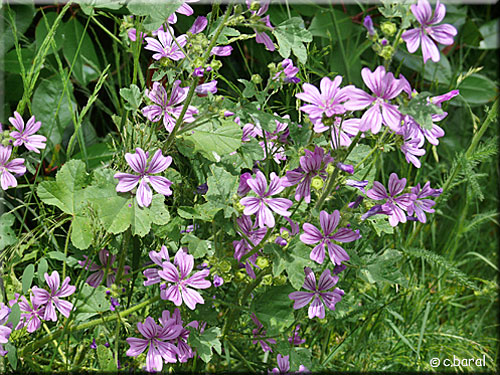 Malva sylvestris, Mauve sylvestre Malva sylvestris, Mauve sylvestre