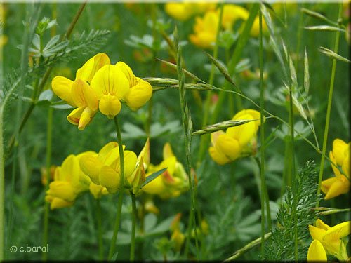 Lotier corniculé, Lotus corniculatus