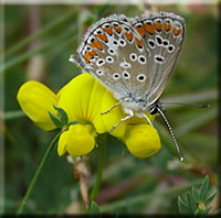 Polyommatus icarus sur Lotier corniculé