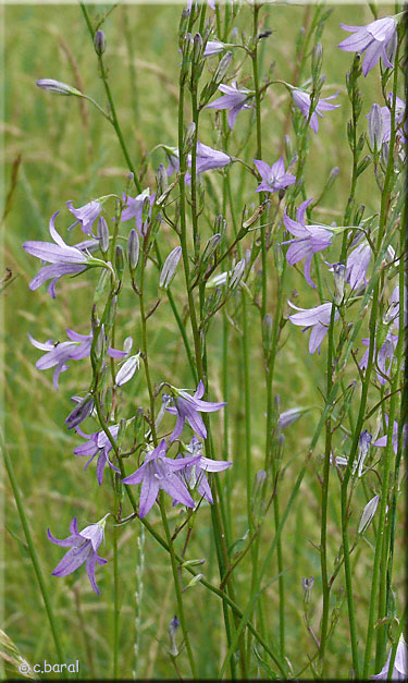 Campanula rapunculus, Campanule raiponce