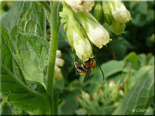 Fleur de Consoude visitée par Eucera nigrescens