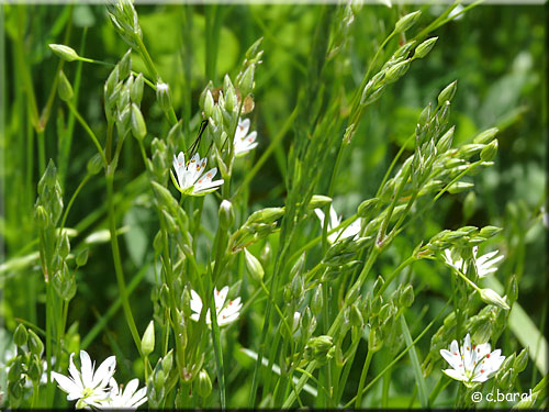 Stellaire gramine, Stellaria graminea