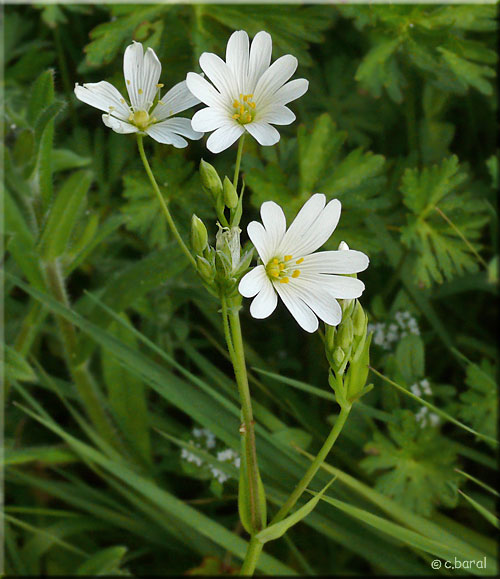 Stellaire gramine, fleurs