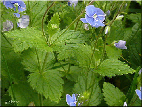Feuilles de la Véronique Fausse Germandrée Feuilles de Véronique Fausse Germandrée