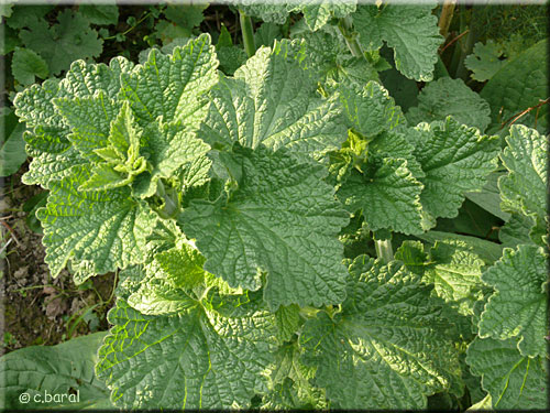 Feuillage de Mauve sylvestre, Malva sylvestris Feuillage de la Mauve sylvestre, Malva sylvestris