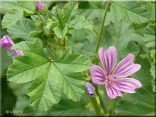 Fleur de Mauve sylvestre, Malva sylvestris Fleur de Mauve sylvestre, Malva sylvestris