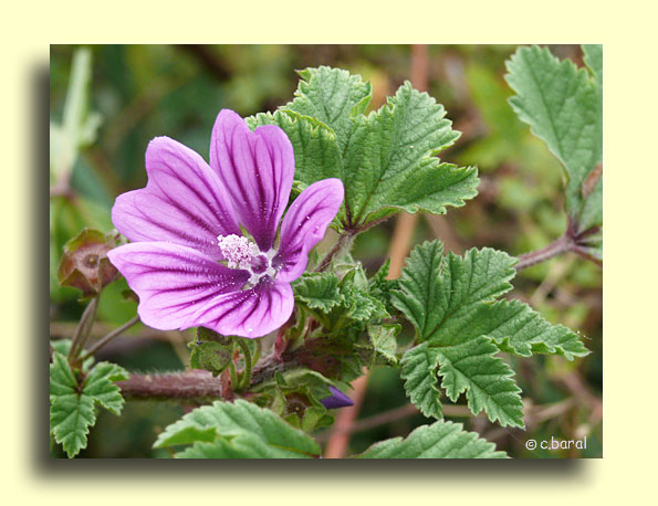 Malva sylvestris, Mauve sylvestre