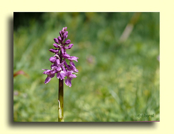 Orchis mascula, Orchis mâle