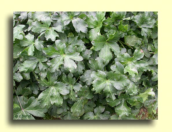 Sanicula europaea, Sanicle
