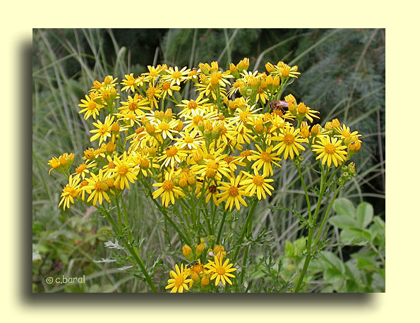 Séneçon jacobée, Senecio jacobaea