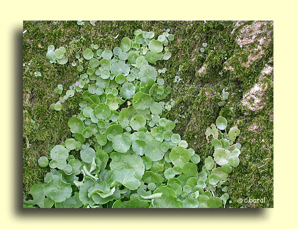 Umbilicus rupestris, Nombril-de-Vénus