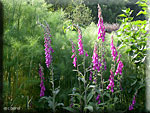 Digitale pourpre, Digitalis purpurea