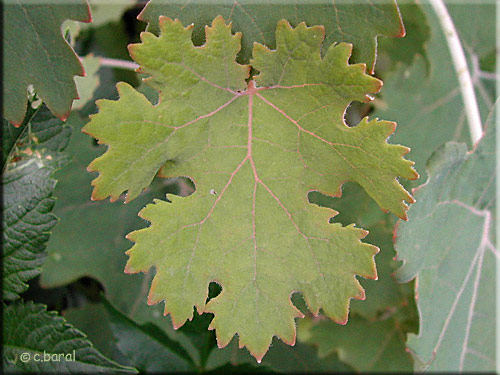 Feuille de Macleaya microcarpa