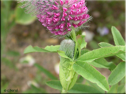 Trifolium rubens, Trèfle rouge
