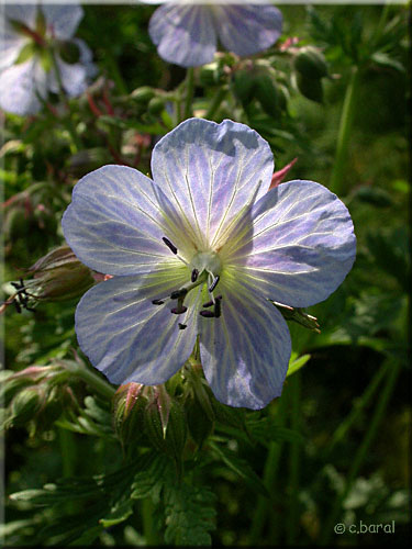 Fleur du Geranium 'Mme Kendall Clark'