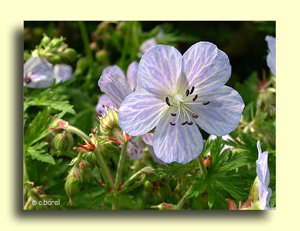 Geranium 'Mme Kendall Clark'
