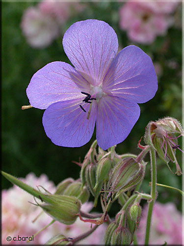 Fleur du Geranium pratense