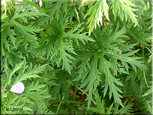 Feuille du Geranium pratense
