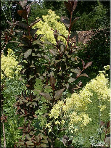 Thalictrum flavum glaucum