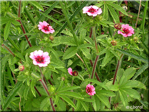 Potentilla nepalensis 'Ron McBeath'