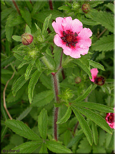 Potentille 'Ron McBeath'