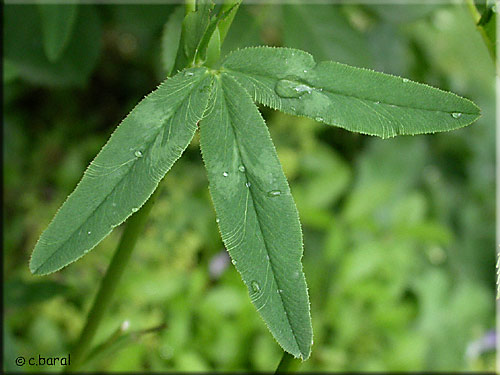 Feuille du Trifolium rubens