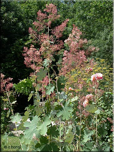 Macleaya microcarpa 'Coral Plume'