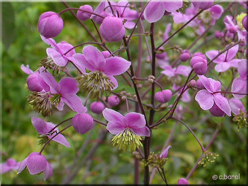 Thalictrum rochebrunnianum